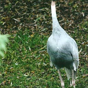 Sarus Crane 1st November 2012