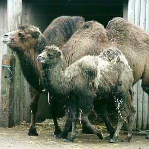 Bactrian Camels 1st November 2012