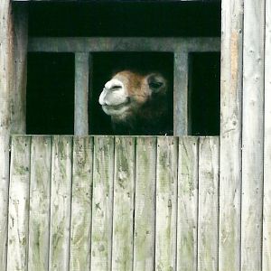 Bactrian Camel 1st November 2012