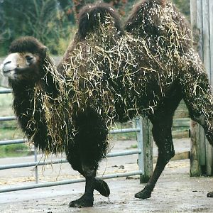 Bactrian Camel 1st November 2012