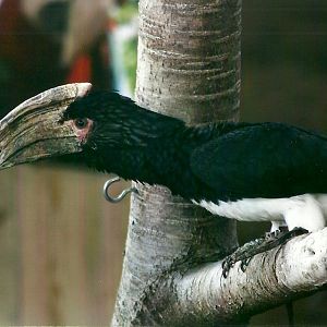 Harry the Trumpeter Hornbill 1st November 2012