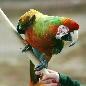 Olive 1st November 2012