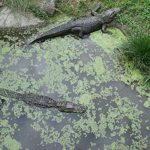 American Alligators