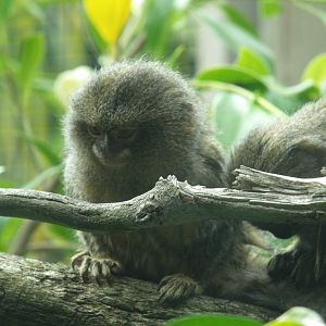 Pygmy Marmosets