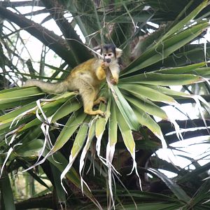 Bolivian Squirrel Monkey