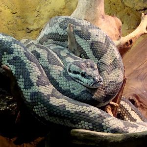 Morelia spilota