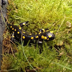Salamandra salamandra