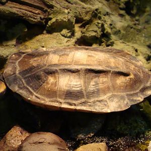 Platemys platycephala