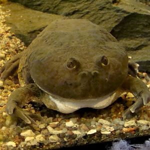 Lepidobatrachus laevis