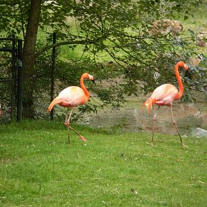 Greater Vancouver zoo June 2008