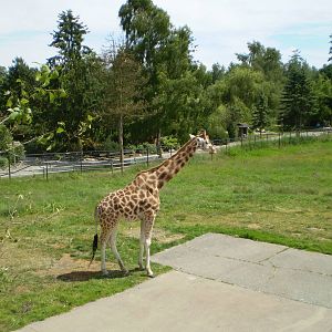 Greater Vancouver zoo June 2008