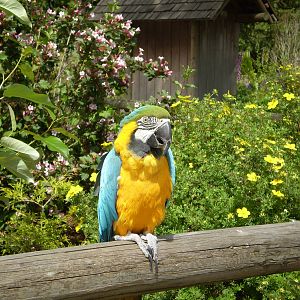 Greater Vancouver zoo June 2008