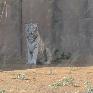 Al Ain Zoo January 2011