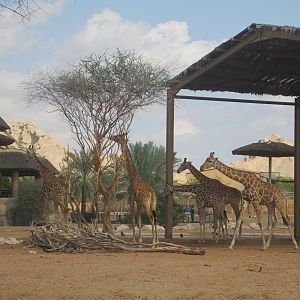 Al Ain Zoo January 2011