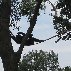 Uganda Wildlife Centre August 2011