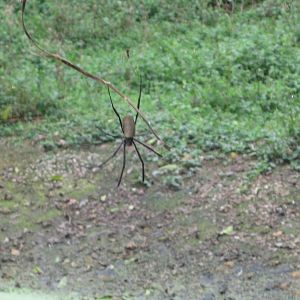 Uganda Wildlife Education Centre August 2011