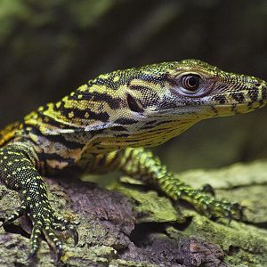 Barcelona Zoo - Komodo dragon babies