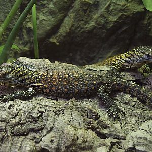 Barcelona Zoo - Komodo dragon babies
