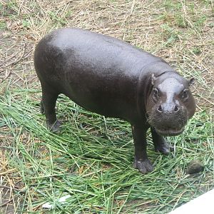 A new hope for abidjan zoo