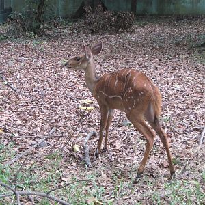 A new hope for abidjan zoo