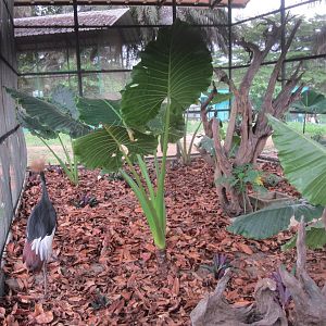 A new hope for abidjan zoo