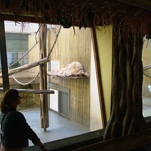 Orang-Utan House Interior at Dresden, 29/08/12