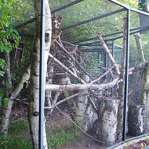 Flying Squirrel Exhibit at Dresden, 29/08/12