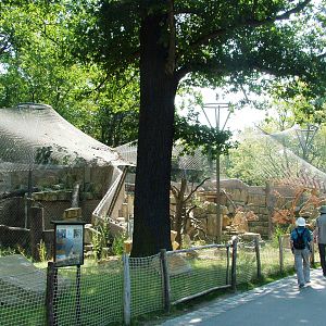Snow Leopard Exhibit at Dresden, 29/08/12