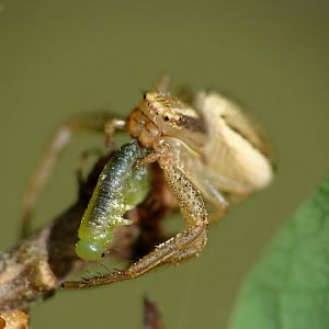 Xysticus sp