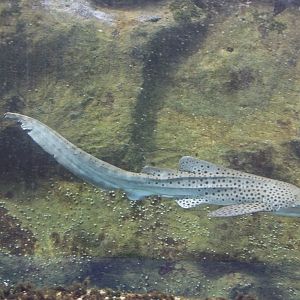 Zebra Shark (Stegostoma fasciatum)