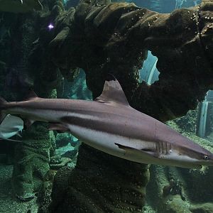 Blacktip Reef Shark (Carcharhinus melanopterus)