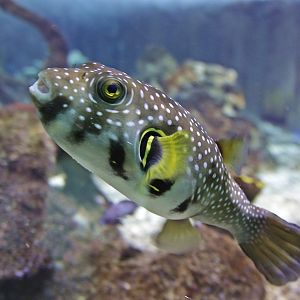 Stars and Stripes Puffer (Arothron hispidus)