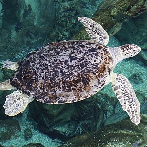 Green Turtle (Chelonia mydas)