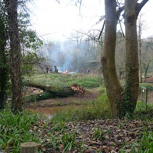 Gorilla Island, 12 December 2012