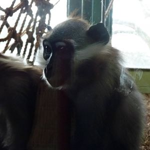 Cherry Un-Crowned Mangabey, 12 December 2012