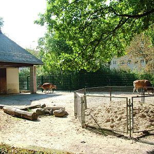 Banteng Paddock at Dresden, 29/08/12