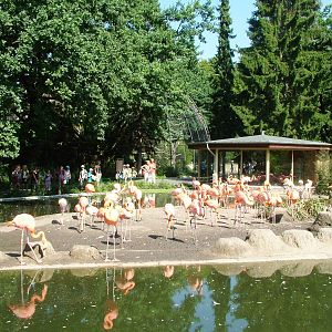 Flamingo Pool at Dresden, 29/08/12