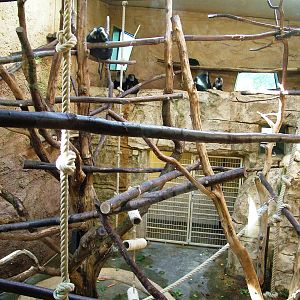 Professor Brandes House Macaque Exhibit at Dresden, 29/08/12