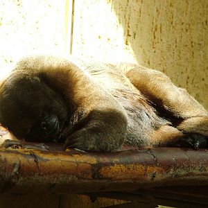 Humboldt's Woolly Monkey at Dresden, 29/08/12