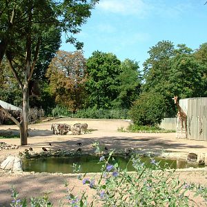 Giraffe and Zebra Paddock at Dresden, 29/08/12