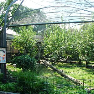 Arctic Fox Exhibit at Dresden, 29/08/12