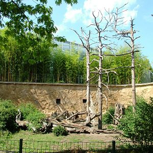 Mandrill Exhibit at Dresden, 29/08/12