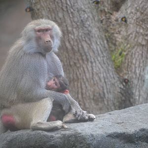 Newest addition to the Baboon troop