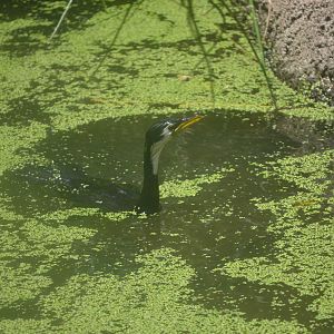 Shag with a deathwish