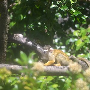 Little Cheche is growing up