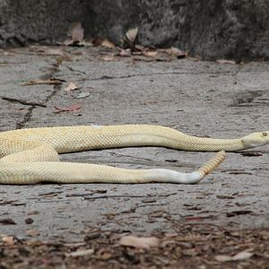 Albino Rattlesnake
