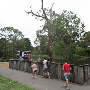 Lace Monitor enclosure (monitor in tree)