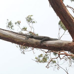 Lace Monitor
