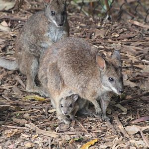 Parma Wallabies, with pouchyoung