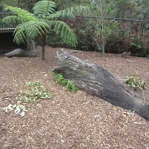 Parma Wallaby enclosure